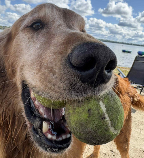 Happy dog with ball in mouth