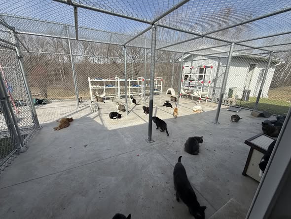 The North cat run at Home For Life