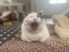 Oskar with a BIG yawn
