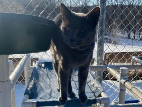 Phil on the cat bars
