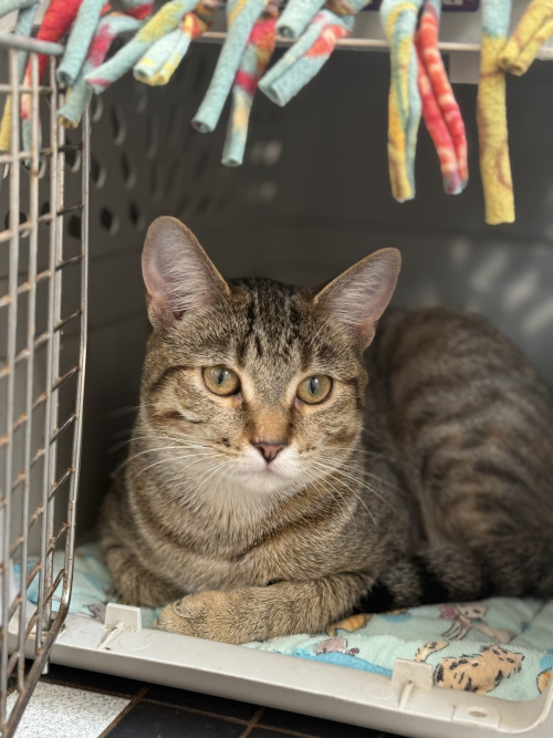 Reese likes to rest in an open crate, as she must feel safe. She reminds us of Rue, another brown tabby tiger cat, who also experienced a traumatic fall from a balcony.
