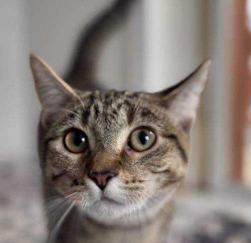 Our Reese survived the worse and is safe and loved now that she is home for life!