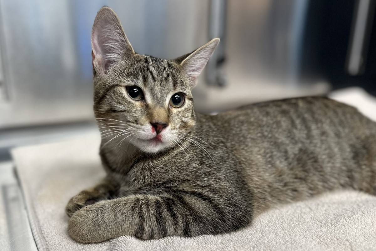 Reese upon admission to animal control: note the blood from her nose.