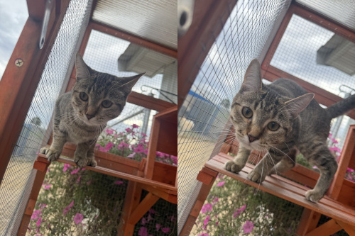 Reese in the catio in the summer in 2025, where she had to be more confined as her broken leg healed.   Still hypervigilant after all she has been thru.