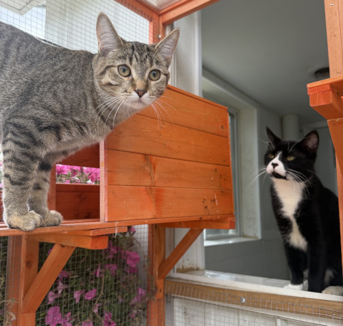 Checkers and Reese, two cats we helped found with trauma injuries; now both home for life!