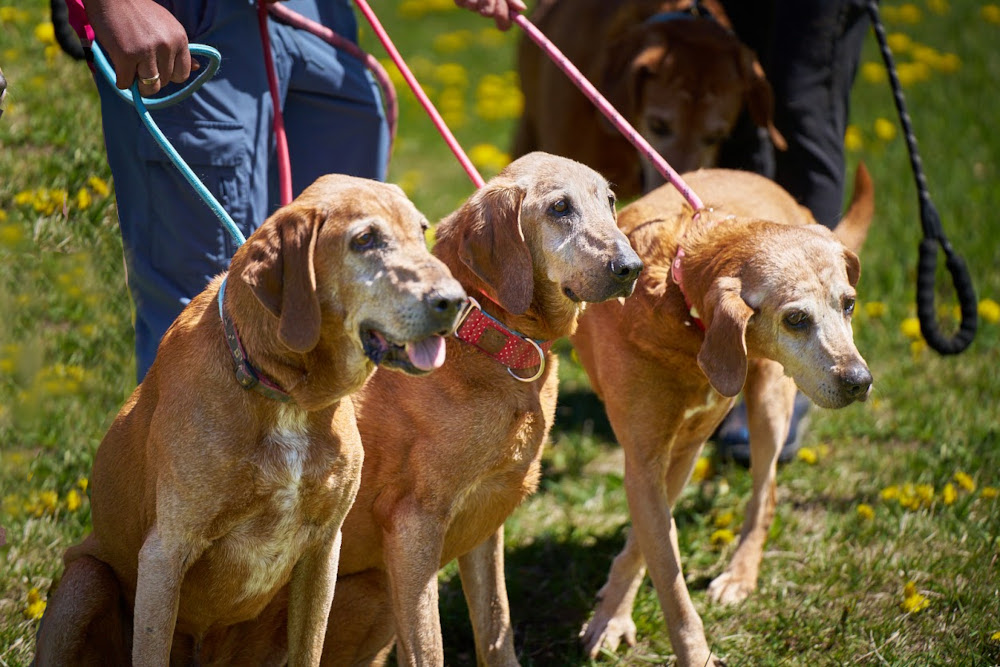 Reggie, Rory and Georgie