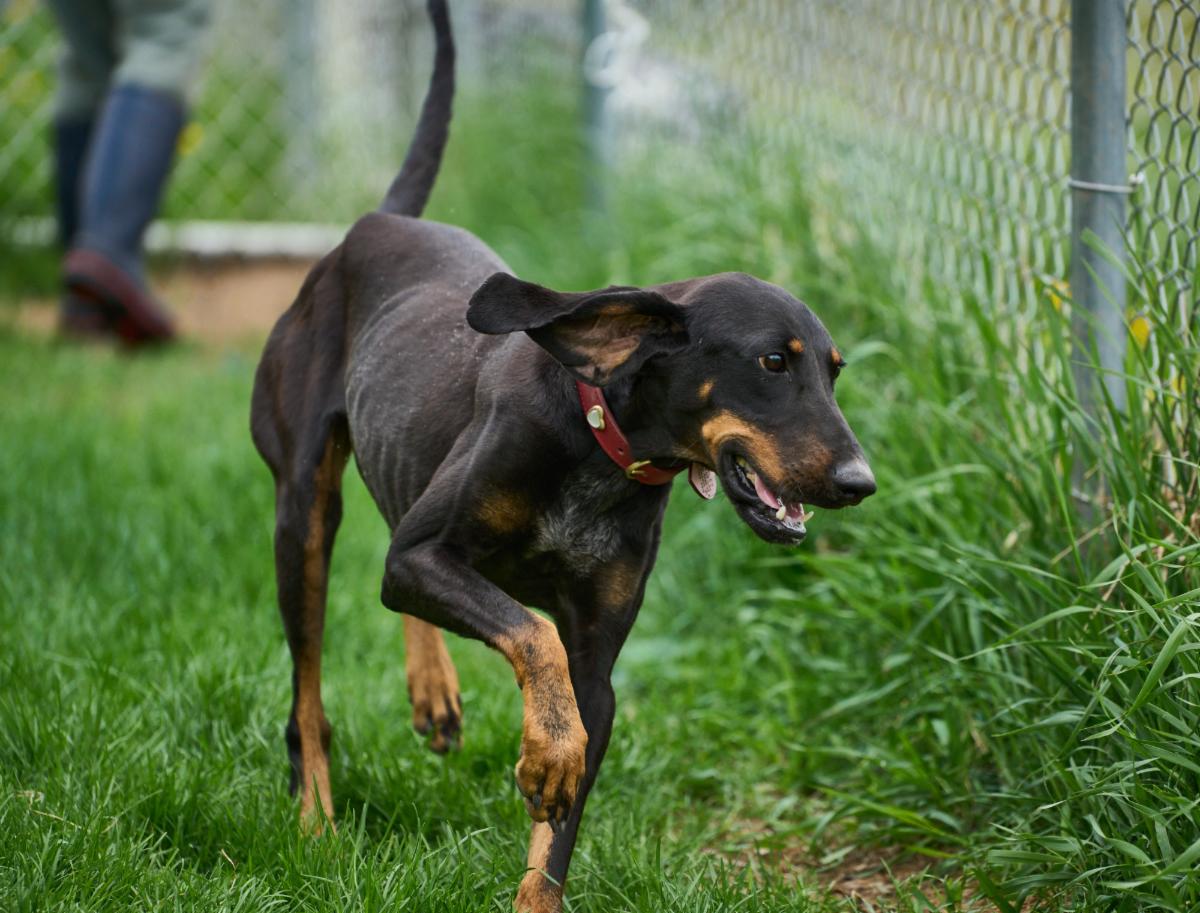 Scarlett prancing the the fall colors at Home For Life sanctuary. 