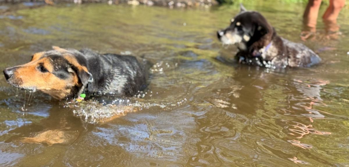 Swimming with Tiger at the Apple which runs on the west border of our property at Home for Life