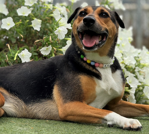 Semi-Sweet looking regal in the petunias!