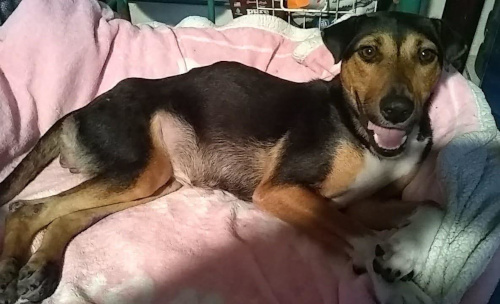 Semi- Sweet on her way to Home for Life by transport via the MuttMuttEngine