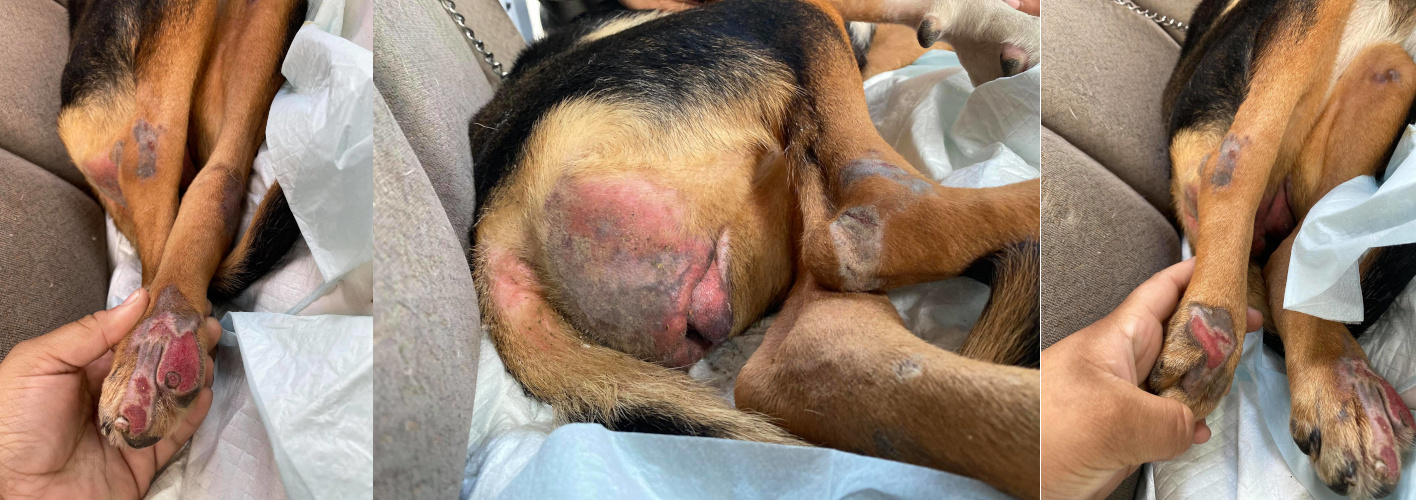 Above, the terrible abrasions, wounds and pressure sores that Semi-Sweet suffered when on the street, dragging herself, trying to find her food and water after her back was broken