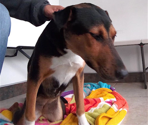 Semi, upon her rescue by At Choo Foundation. In this photo it’s possible to see how very exhausted she is from trying to survive on her own, after suffering the terrible injury which left her paraplegic