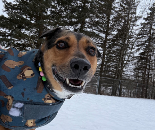 Semi Sweet, in a blue winter sweater, plays in the snow at Home For Life.