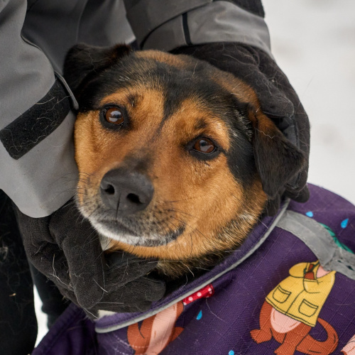 Semi-Sweet in a purple sweater, in the hands of a trainer on a winter day.