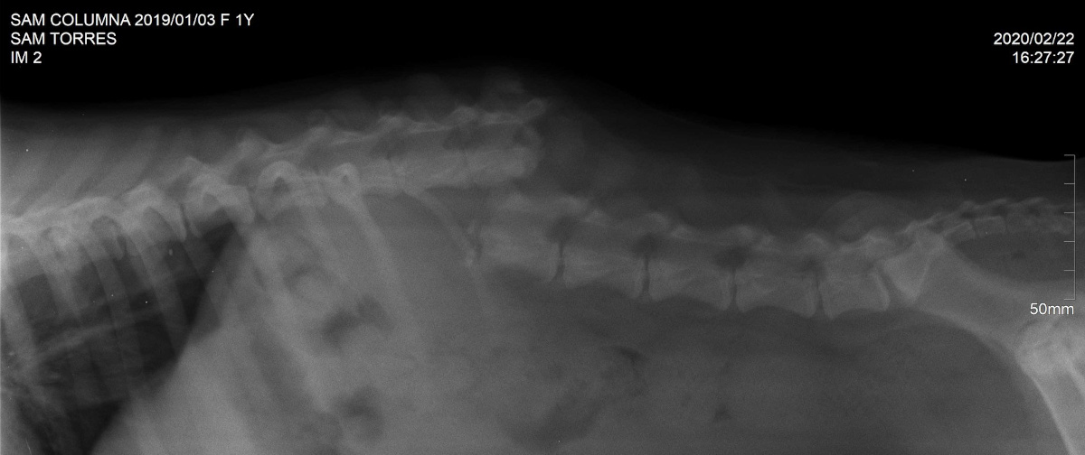 An x-ray of Semi Sweet's broken back, before treatment.