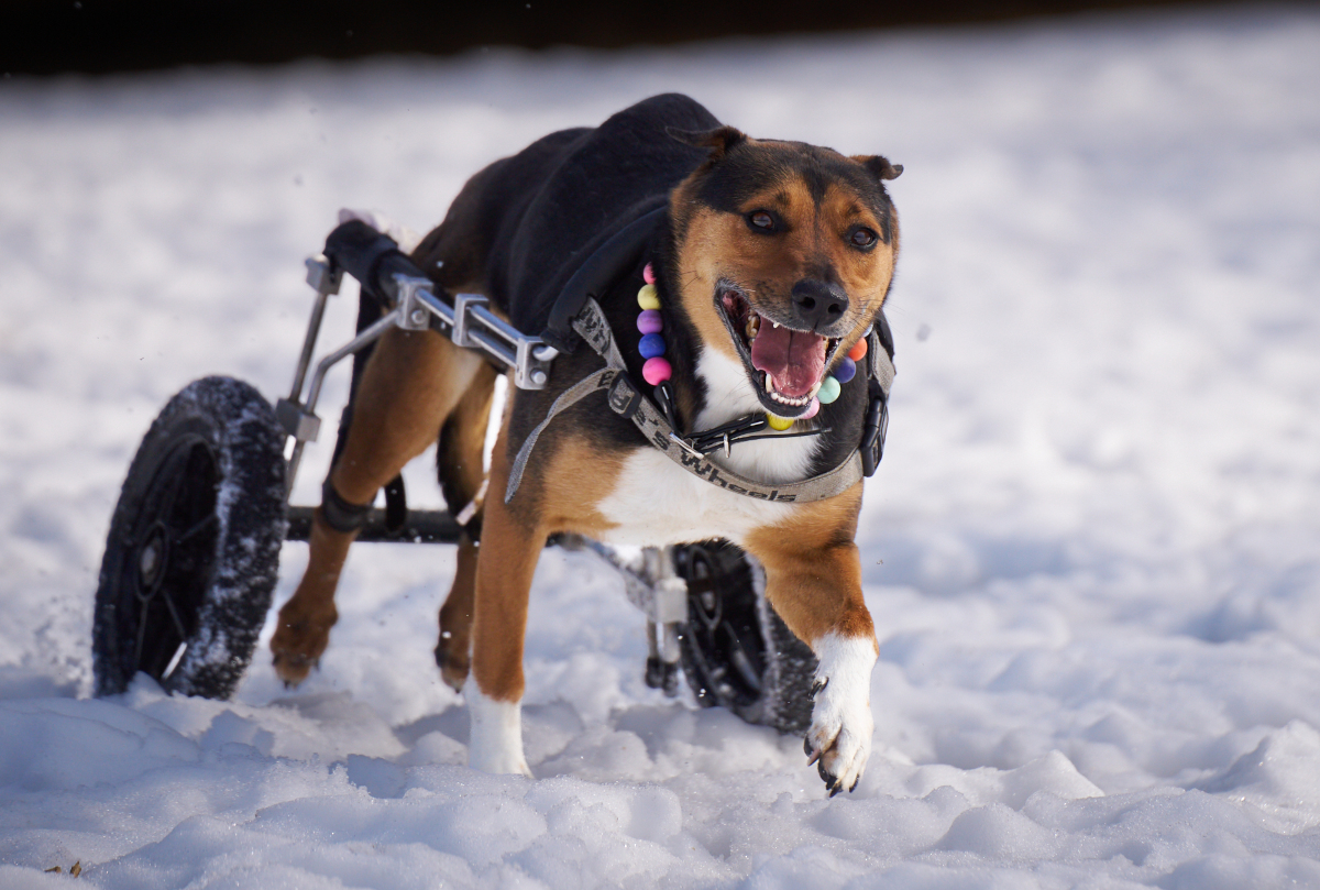 Semi Sweet in full run in the snow with their wheelie cart.  