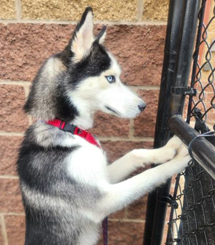 Skippyjon at the gate on his hind legs.