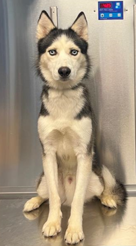 Skippyjon on arrival at Home For Life