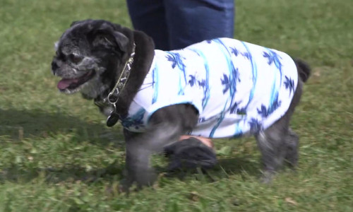 Dog with vest