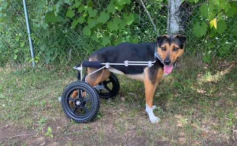 A great photo of Semi- Sweet in her new cart. She survived a terrible injury as a street dog in Mexico which left her paraplegic and covered in sores but she has never lost her will to be happy and make the most of her life. We are thrilled her new cart will support her in that goal! 