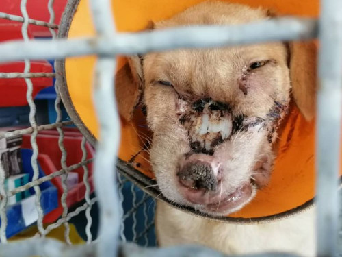 Una with the implant, at the rescue in his home country.