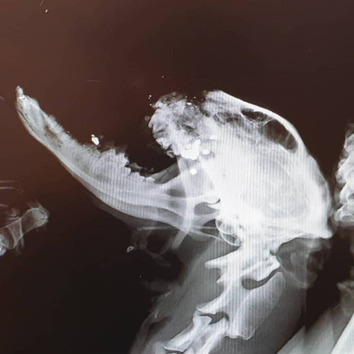 An x-ray of Una’s face after the necrotic tissue and implant were removed during surgery, once he was at the sanctuary and we obtained medical help for him