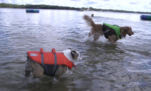 Dog friends with vests