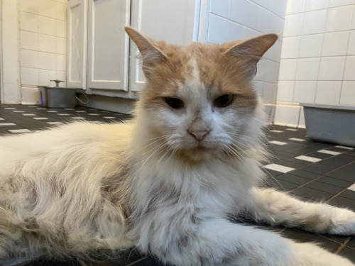 Winter the cat, on arrival at Home For Life.