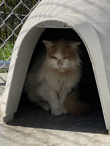 Winter on arrival at Home For Life, it a shady spot.  