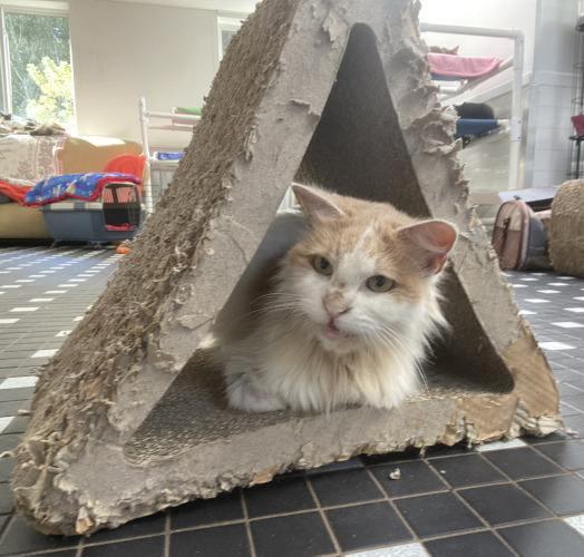 Winter on arrival to Home For Life, in a cardboard triangle