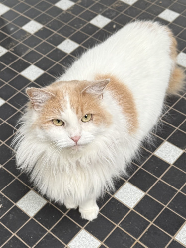 Winter, fully adjusted to live at Home For Life