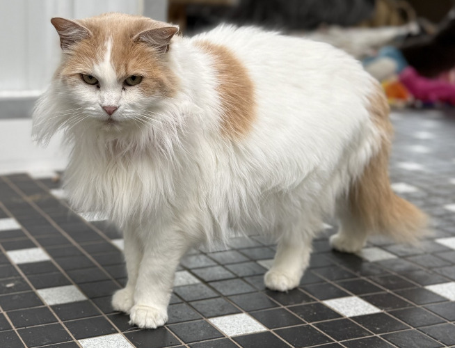 Winter, fully adjusted to live at Home For Life