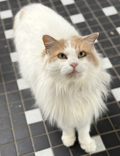 Winter, fully adjusted to live at Home For Life