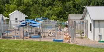 View of the dog houses at the Home For Life facility