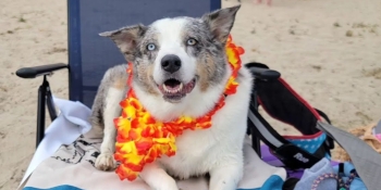 Max is chillin with his beach gear at the Home For Life Beach Party!