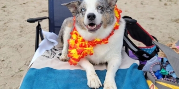Max on his blanket at the Home For Life Beach party!