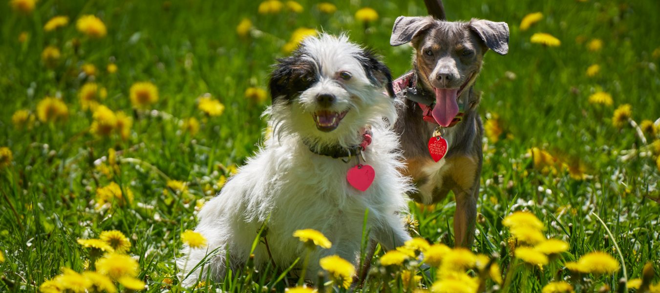 Polly and Coco in the dandelions