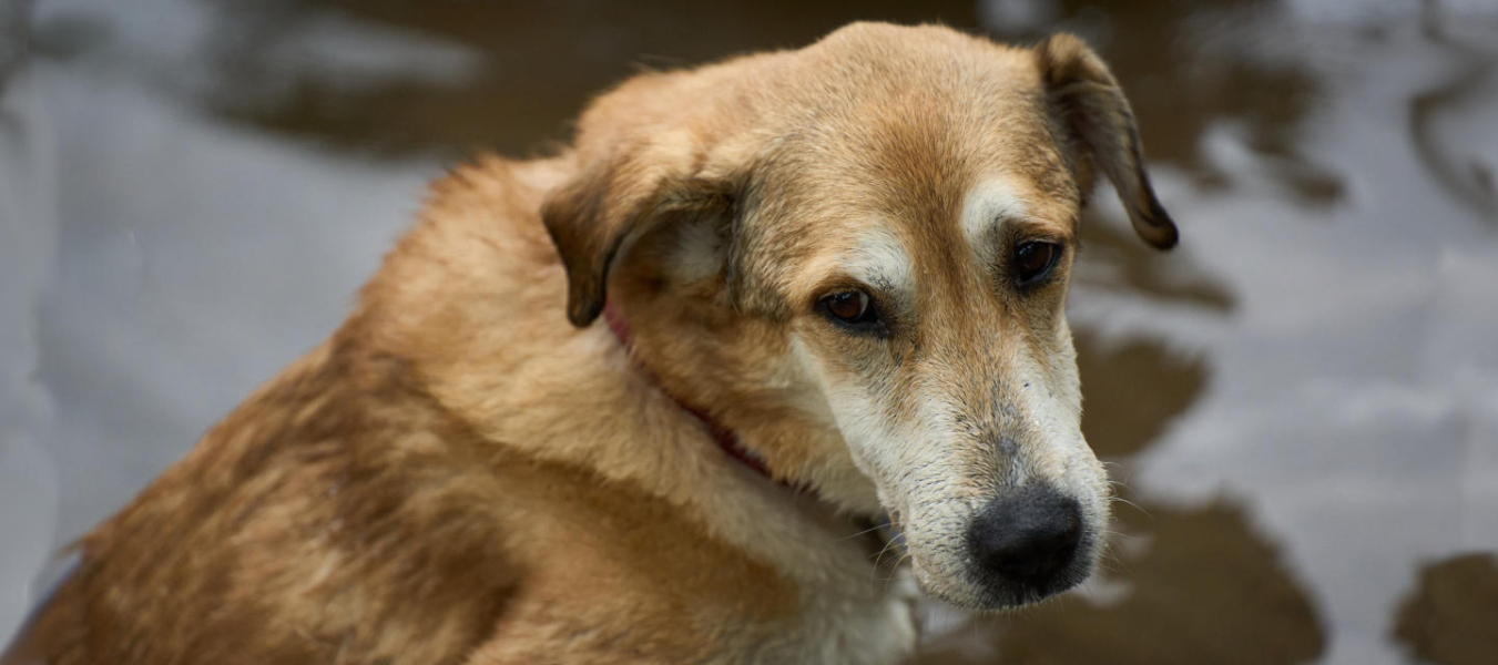Dog in the water