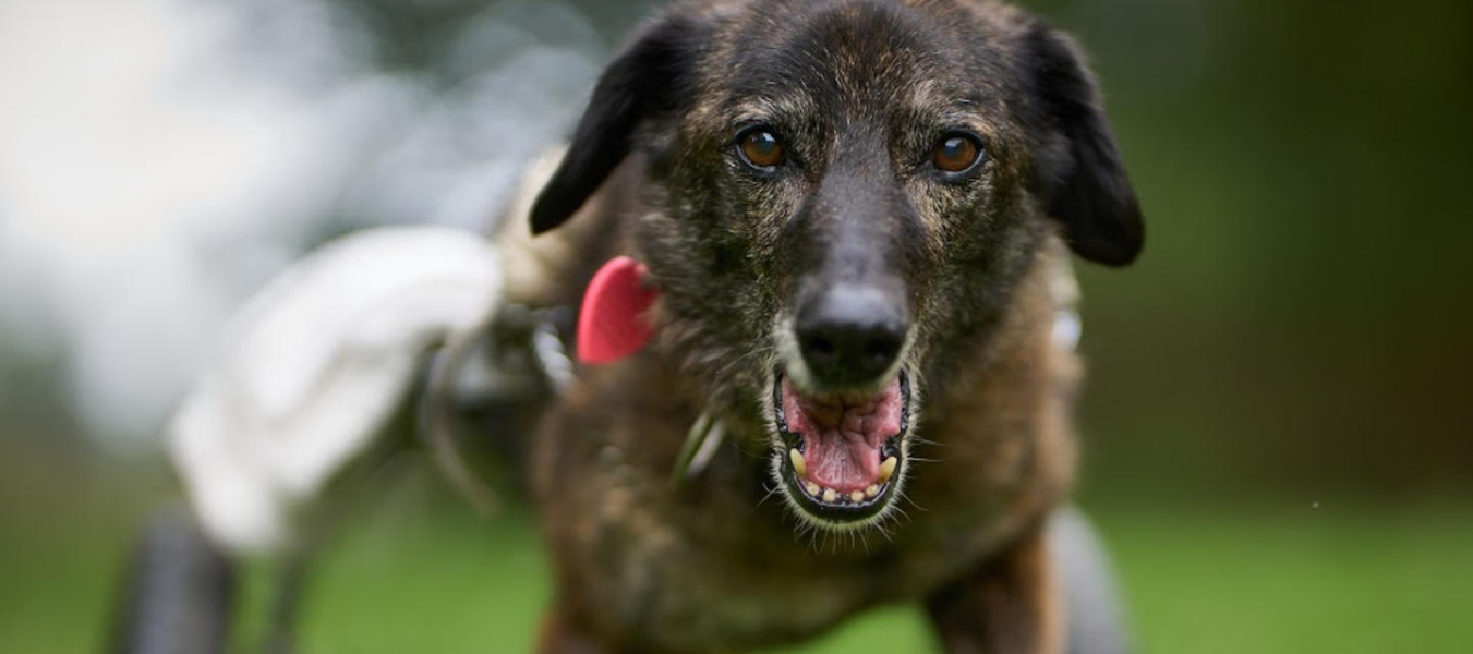 Dog looking straight on while walking in wheely cart