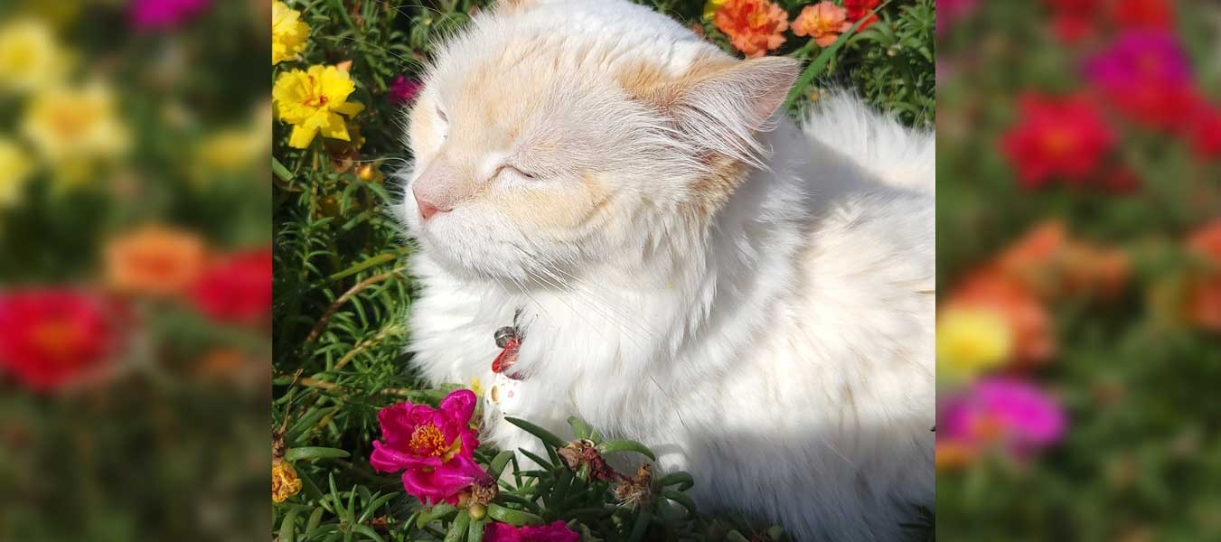 Lucinda in the flowers