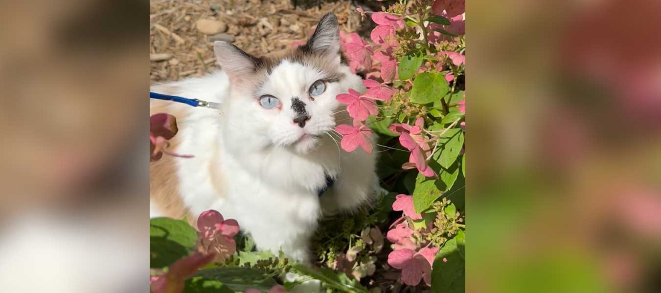 Chai in the flowers