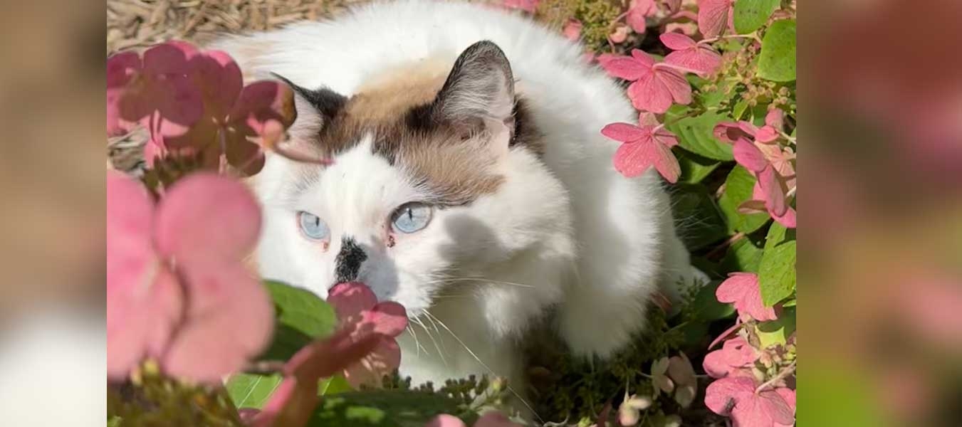 Chai taking time to smell the flowers