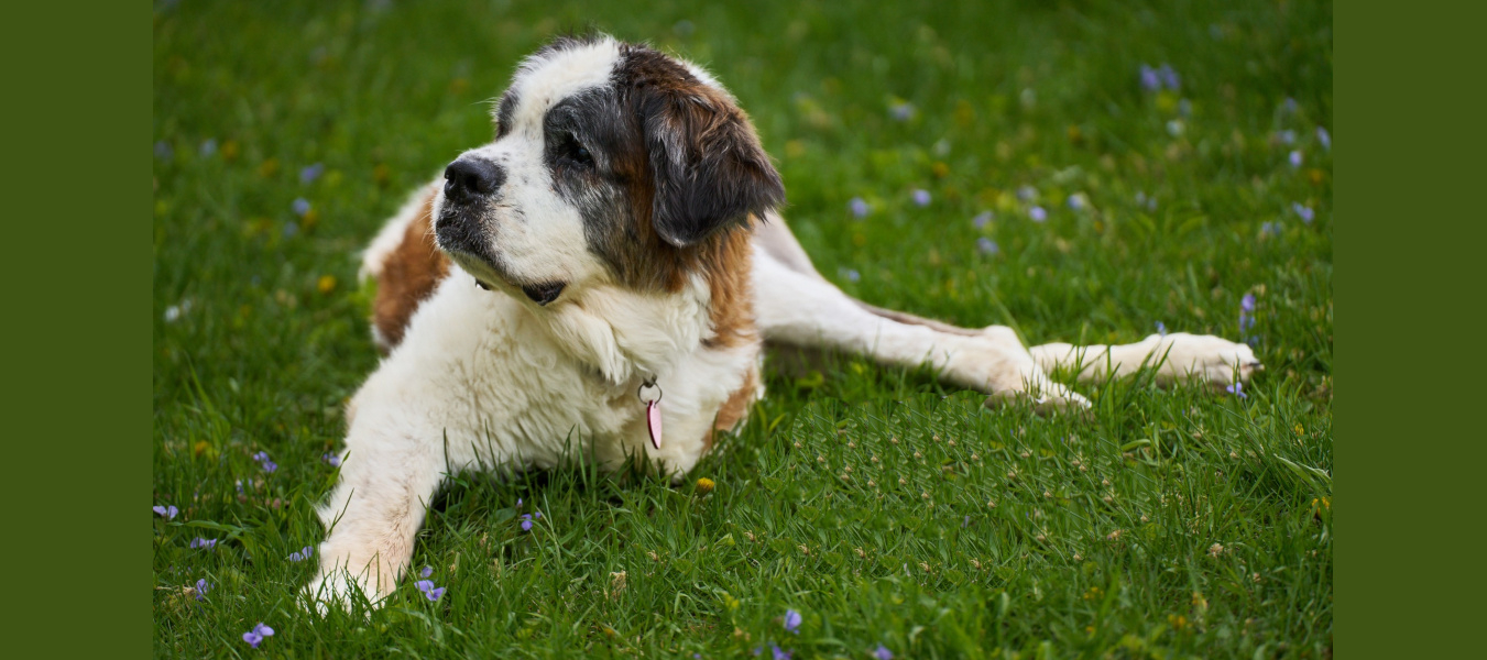 Gracie in the Violets