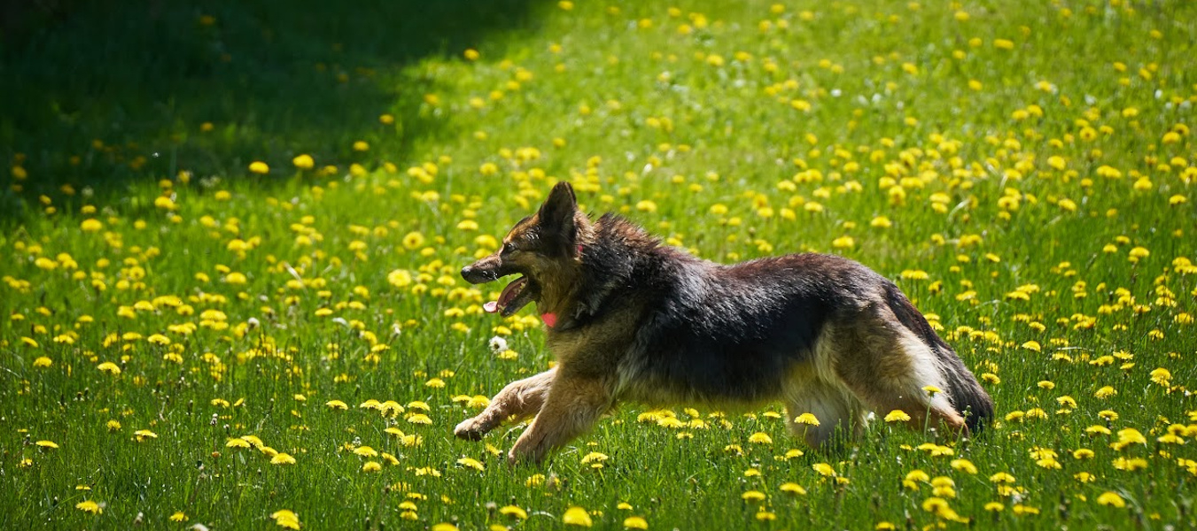 Kara on the run across the meadow of green grass and dandelion blossoms