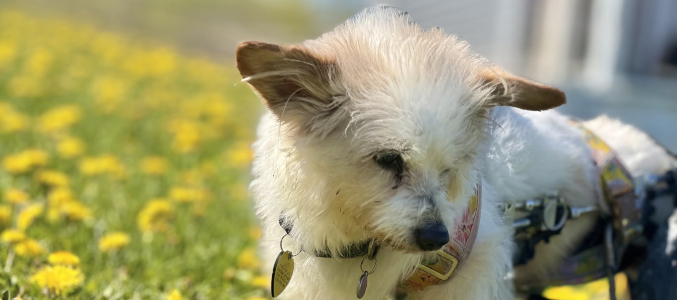 Lucy in her wheely cart, enjoying the dandelions in the open field.  