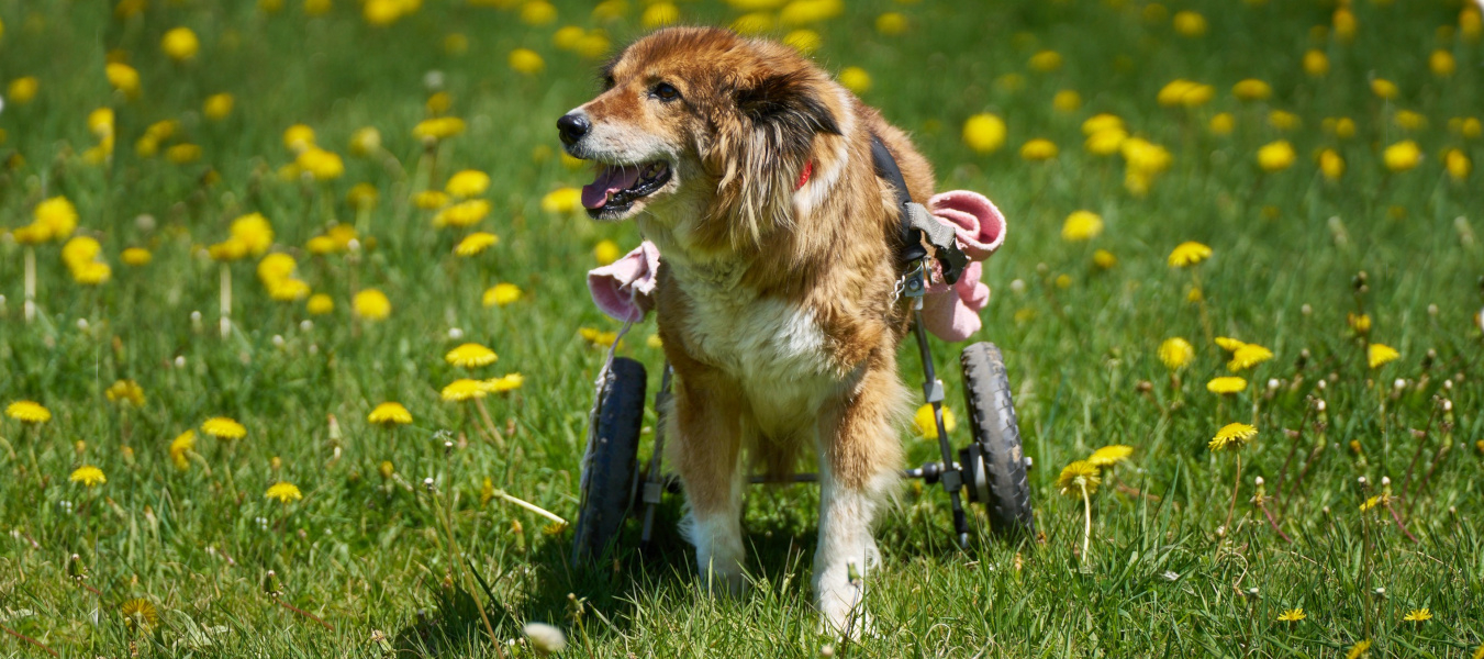 Poppy in a field of green grass, and dandelions