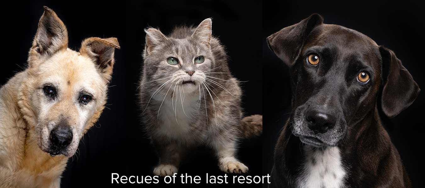 Home for Life Sanctuary - Third Door in Animal Welfare | Home for Life Home for Life Sanctuary - Third Door in Animal Welfare | Home for Life