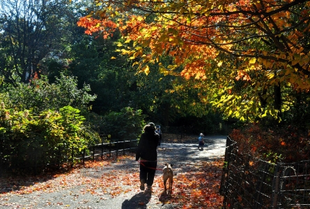 Lots of dog walks out there, but EmBARK at the Park! Home for Life's Fall Color Dog Walk is unique