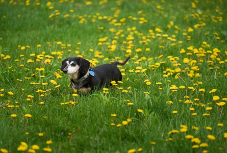 Above: Maxmillion the Dachshund checks out the dandelions at Home for Life®!