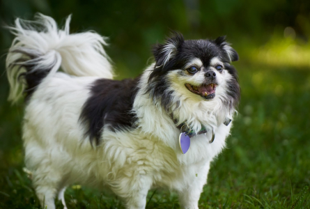 Little Tucker, a senior Pomeranian/Chihuahua mix